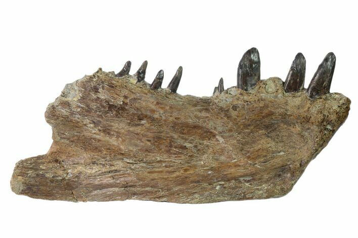 Cretaceous Monster Fish (Xiphactinus) Jaw - Kansas #136441